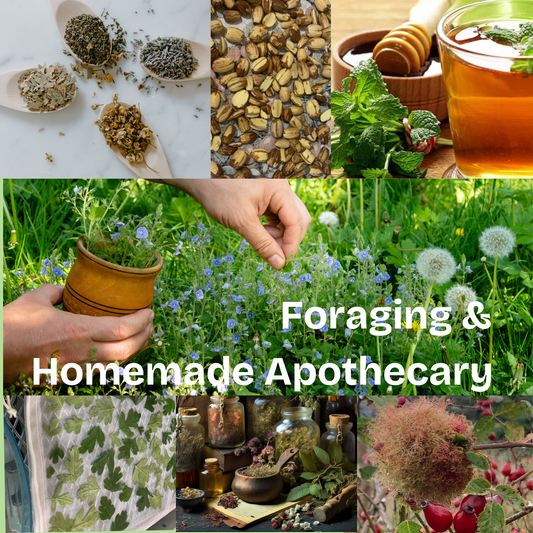 Collage image representing foraging for food and homemade herbal remedies. Image of spoons with dried flowers for herbal tea, image of processed acorns for wild foraged food, image of herbal mint tea, Image of hand foraging wild flowers into an earthen vase, image of Hawthorn leaves drying on a tray, image of jars and bowl with dried herbs and plants representing herbal apothecary, image of wild rosehips and fungus blast on a wild rosebush with dew drops. representing natural health.